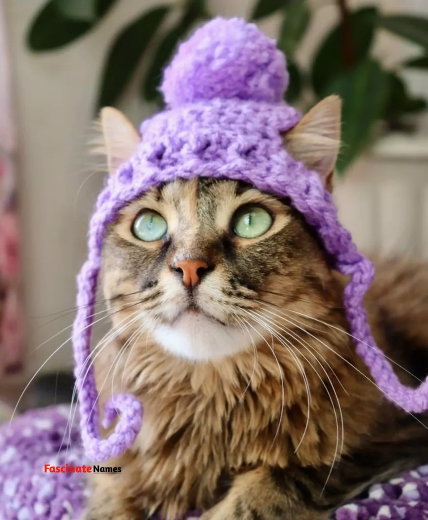 Purple Cat with Hat